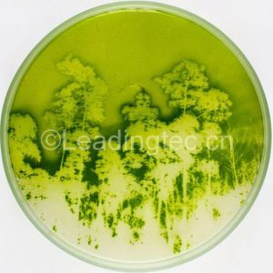 微藻灭活“定影