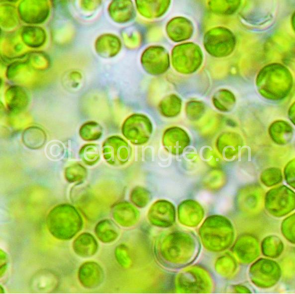 生物科技：让微藻成为阳光驱动“活的化工厂”
