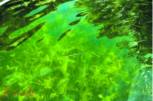 水质变清后,颇有水底森林的感觉。