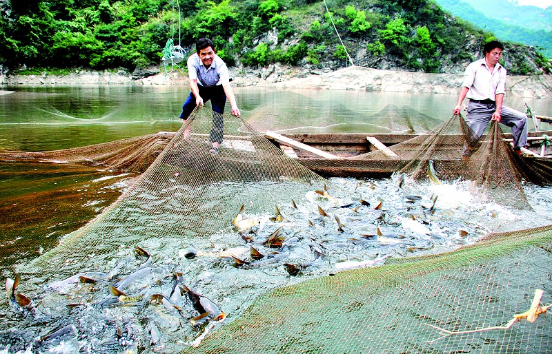 微藻和动物性生物饵料在水产养殖中的应用