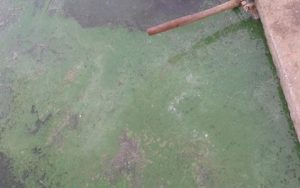 五月份养殖户要重点关注对虾藻毒的危害