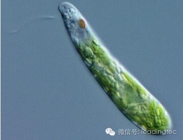 隐藻，小眼虫，Euglena gracilis