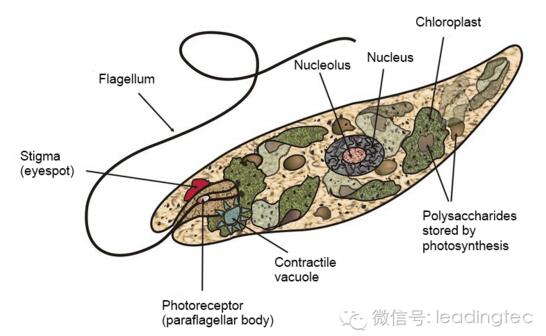 隐藻，小眼虫，Euglena gracilis结构图