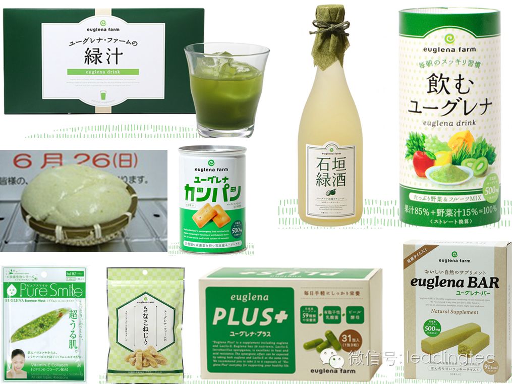 隐藻,小眼虫,Euglena gracilis产品