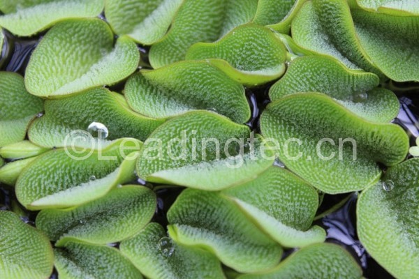 Nanofur仿照蕨类植物吸油不吸水