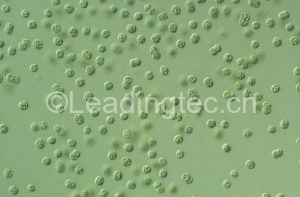 Microcystis aeruginosa铜绿微囊藻