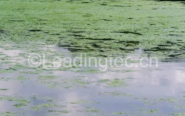 湖泊中的藻类