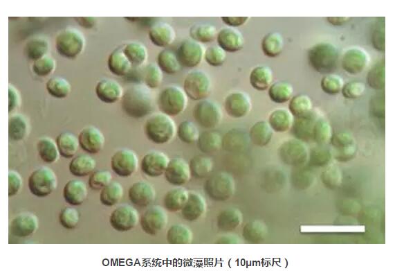 OMEGA系统微藻图片