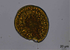 单细胞的冈比亚藻