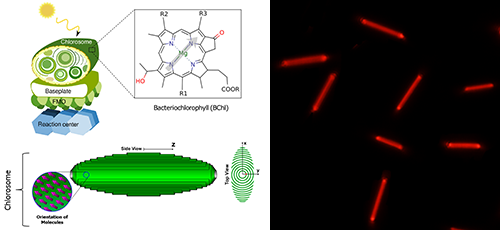 左图为绿硫光合细菌的构造及绿小体结构示意图，分子结构为细菌叶绿素c；右图为人工模拟分子自组装有机纳米晶体。