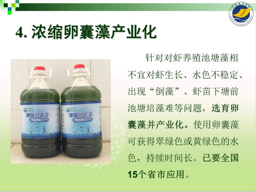 浓缩卵囊藻产业化