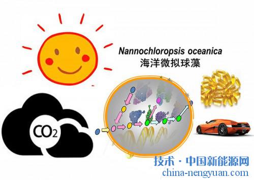 科学家建立工业产油微藻基因敲低技术