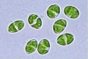 卵囊藻