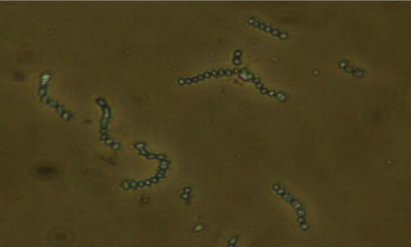 蓝细菌聚球藻属