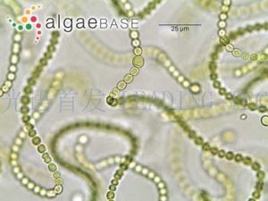 图1.普通念珠藻（Nostoc commune） （AlgaeBase Image Reference: 20124）