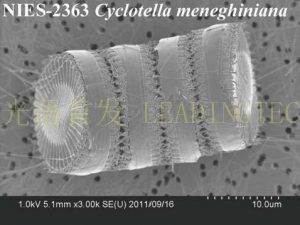 图12. 梅尼小环藻（Cyclotella meneghiniana） （NIES-2363）