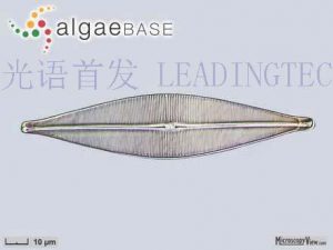 图13.(尖头舟型藻 Navicula cuspidate) (AlgaeBase Image Reference: 17394