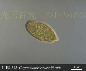 图14. 隐藻（Cryptomonas rostratiformis）( NIES-0345）