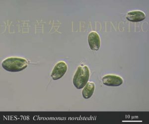图15.蓝隐藻（Chroomonas nordstedtii）( NIES-0708）