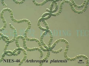 图2. 钝顶螺旋藻（Arthrospira platensis） （NIES-46）