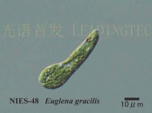 图21. 纤细裸藻(Euglena gracilis) （NIES-0048）