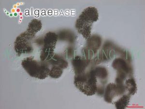 图3.铜绿微囊藻（Microcystis aeruginosa） （AlgaeBase Image Reference: 11159）