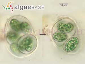 图4.灰囊藻（Glaucocystis nostochinearum） （AlgaeBase Image Reference: 24488）