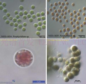 图5.紫球藻 (Porphyridium) （左上：NIES-1034, 右上：NIES-1035, 左下：CCAP 1380/10, 右下：CCAP 1380/06)