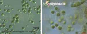 图6.小球藻（Chlorella vulgaris） (左：NIES-642，右：AlgaeBase Image Reference: 5688）