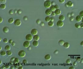 图6.小球藻（Chlorella vulgaris） NIES-642
