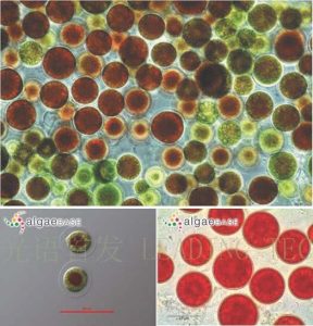 图7.雨生红球藻 (Haematococcus plutialis) （上：互动百科:雨生红球藻；左下：AlgaeBase Image Reference: 7429；右下：AlgaeBase Image Reference: 21151）