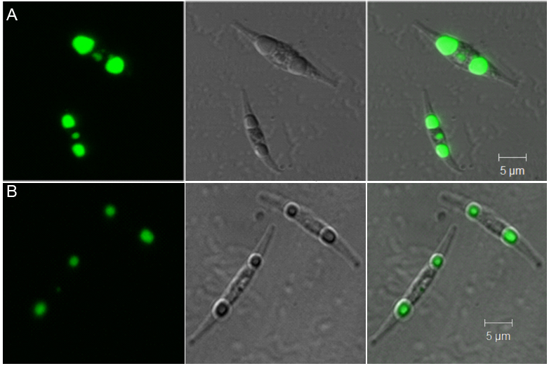 激光共聚焦显微镜下成像。A) 工程藻细胞; B) 野生藻细胞。