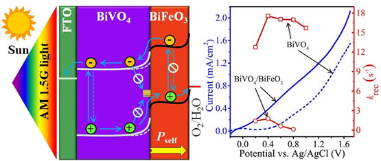 西南大学材料与能源学部李长明教授研究团队在铁电性BiFeO3薄层促进BiVO4光阳极光电化学水分解方面取得突破性进展