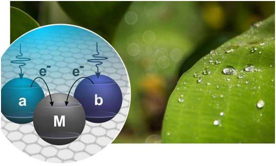 科学家用量子物理结合光合作用，生成高效光电池