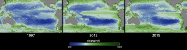 厄尔尼诺现象造成海洋浮游植物数量大幅减少