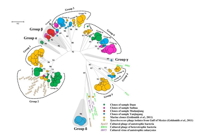 稻田蓝藻病毒phoH基因序列与来自海洋环境phoH 基因克隆序列，来自聚球藻噬菌体、可培养的自养细菌噬菌体、异养细菌噬菌体、自养真核生物病毒的phoH 基因序列构建的系统进化树 