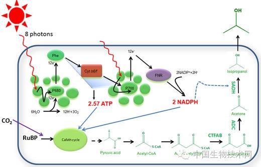 在蓝细菌Synechocystis 6803中引入NADPH消耗驱动光合固碳示意图