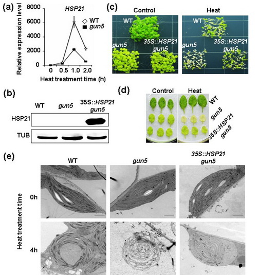 过表达HSP21显著增强gun5突变体高温抗性