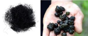 图1. 左：发菜；右：葛仙米。（图片引自网络）
