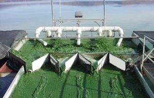 图10. 美国俄勒冈Upper Klamath湖中收集水化束丝藻藻体