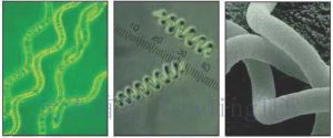 图2. 显微镜下的螺旋藻（by Robert Henrikson）