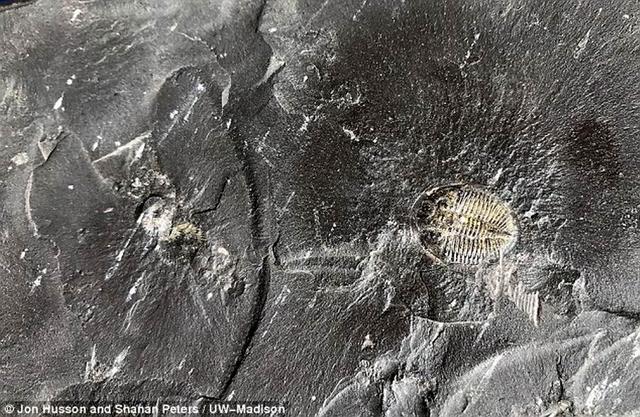 图中是黑色页岩形成于4.5亿的前，包含着三叶虫和有机物质化石，该化石表明当时地球大气氧气含量升高。