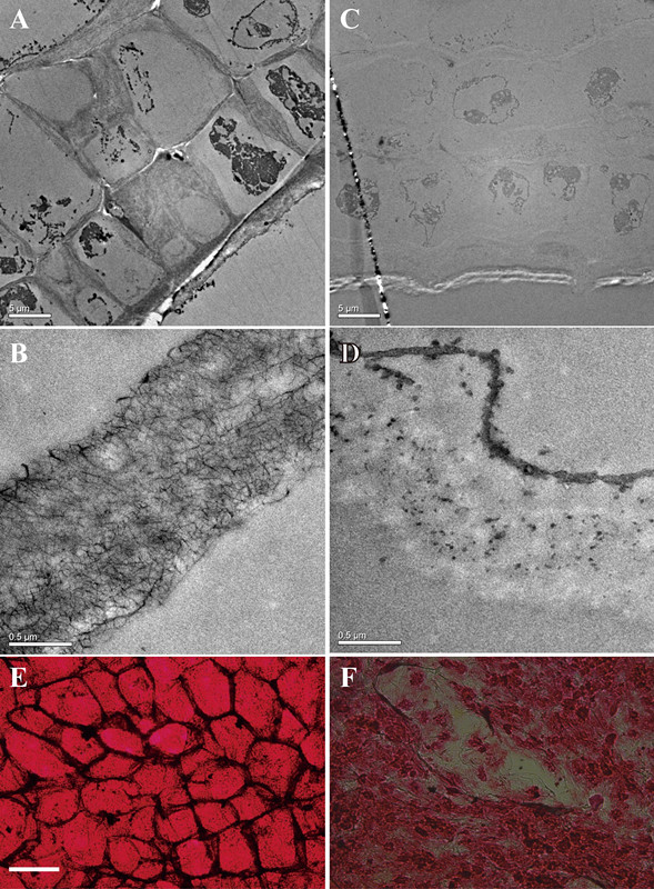 Defluviitalea phaphyphila发酵海带后，细胞结构的变化（ABE为发酵前的细胞壁和细胞，CDF为发酵后）