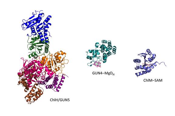 集胞藻ChlH、GUN4-镁次卟啉、ChlM-SAM的结构