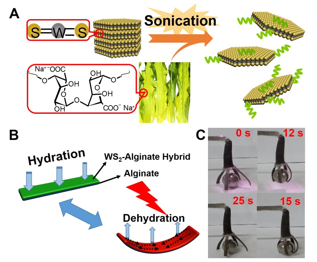 图：（A）海藻酸钠（SA）剥离WS2示意图；（B）SA/WS2杂化薄膜光热驱动示意图；（C）SA/WS2杂化薄膜构筑光图：（A）海藻酸钠（SA）剥离WS2示意图；（B）SA/WS2杂化薄膜光热驱动示意图；（C）SA/WS2杂化薄膜构筑光驱动仿生抓手。驱动仿生抓手。
