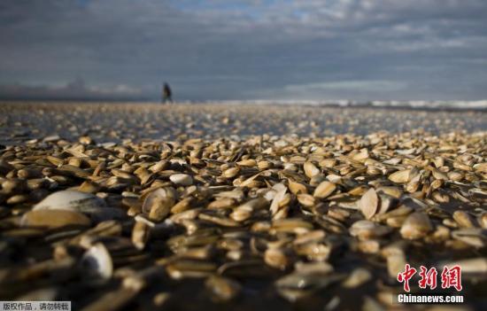 当地时间2016年5月9日，智利南部库考海滩爆发赤潮，导致大量海洋生物死亡，死亡的贝类遍布海滩，尤为壮观。据有关专家说，此次赤潮的爆发与厄尔尼诺气候所引发的高温有关。