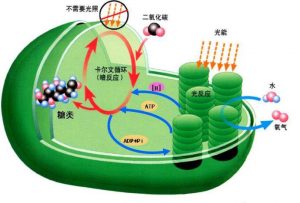 图1. 光合作用示意图