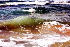 图4.紫球藻在海中也能形成藻华