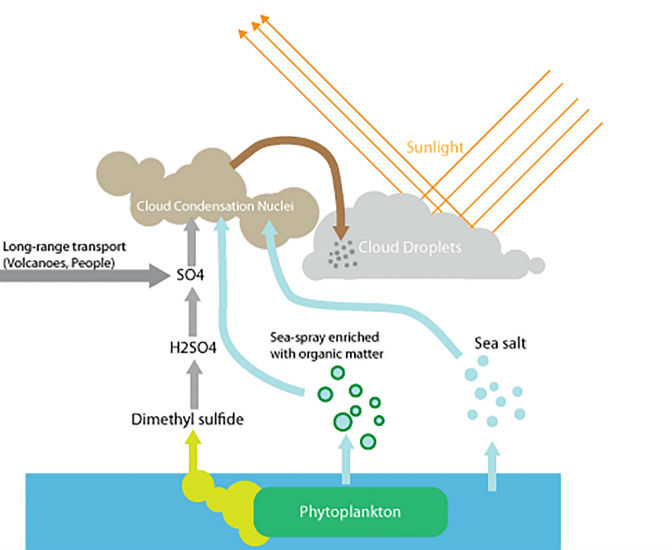 Science：南半球大洋浮游植物能“吞云吐雾”