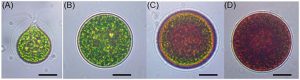 图2.雨生红球藻细胞的几种形态 (by M.R. Shah et al.,2016)